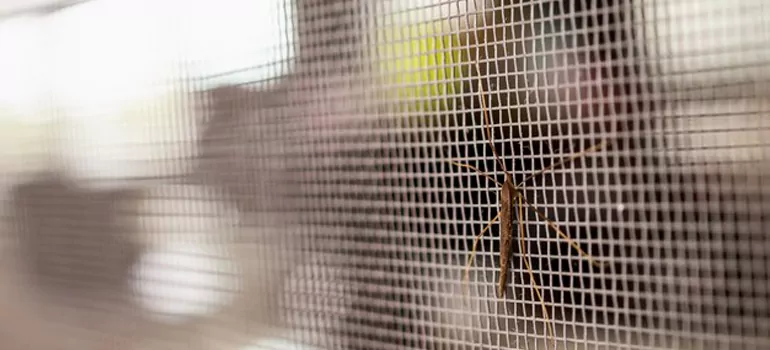 Repair Mosquito Mesh For Windows in Tamarac, FL
